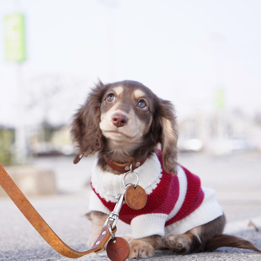 Sausage Dog Sweater