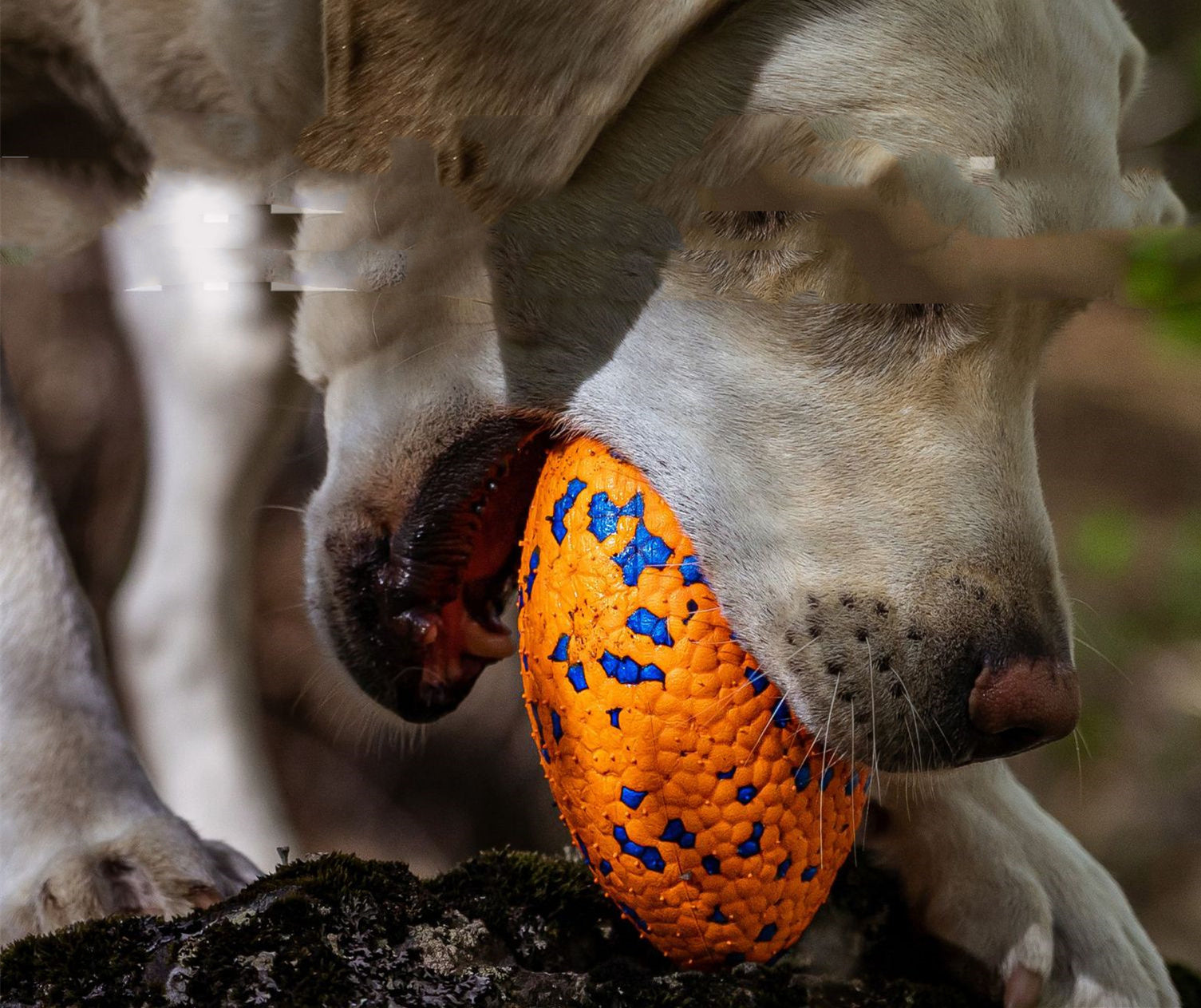 Teeth-Resistant Dog Chewing Football ToyTeeth-Resistant Dog Chewing Football Toy